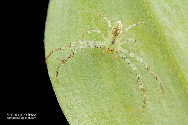 Crab spider (Epidius sp.) - DSC_5272
