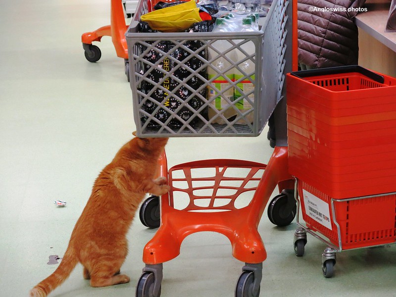 The Supermarket Cat