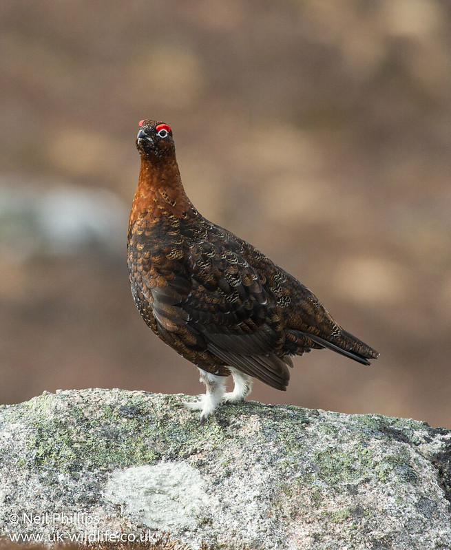 Red grouse_-4