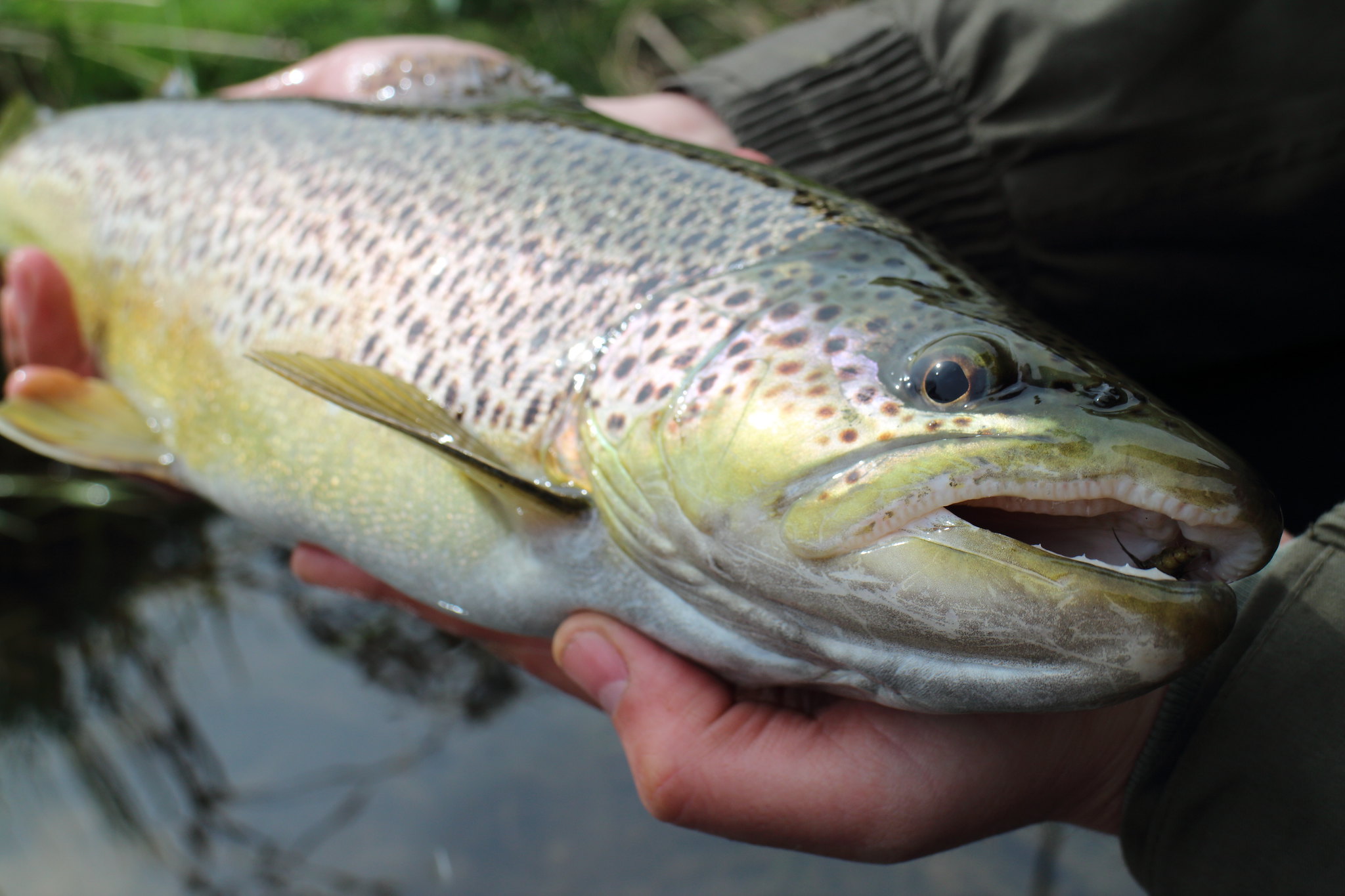 The business end of a 17" Brown Trout