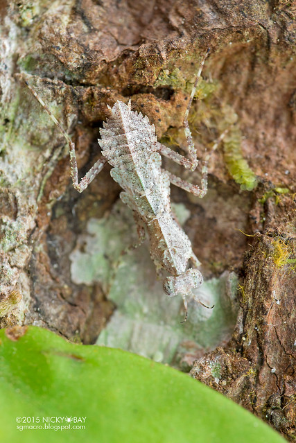 Bark moss mantis nymph (Haanidae) - DSC_4182