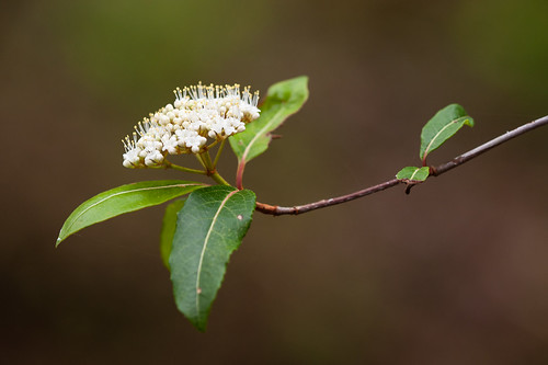 usf dicots possumhaw adoxaceae viburnumnudum southernwildraisin