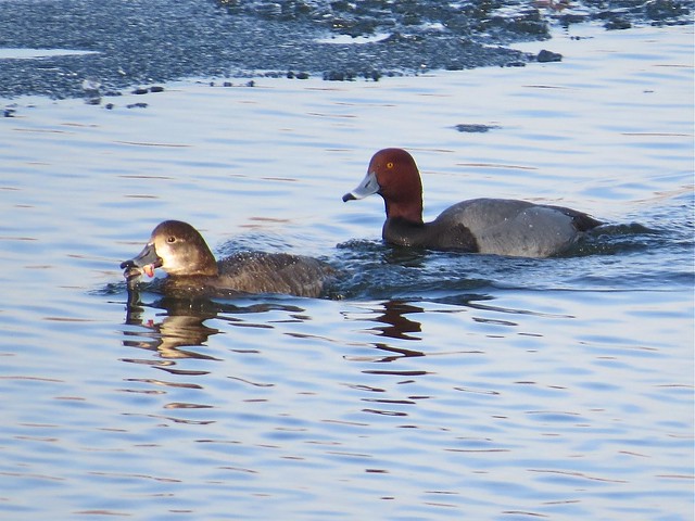 Redhead at Lake Bloomington in McLean County, IL 09