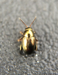 Beetle (Chaetocnema sp.); Mount Rainier, PGC, Maryland; Oct 15, 2014