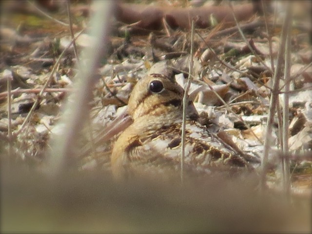 American Woodcock at Ewing Park in McLean County, IL