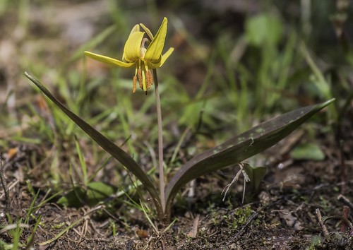 county yellow anne maryland research arundel patuxent refuge troutlily erythroniumamericanum