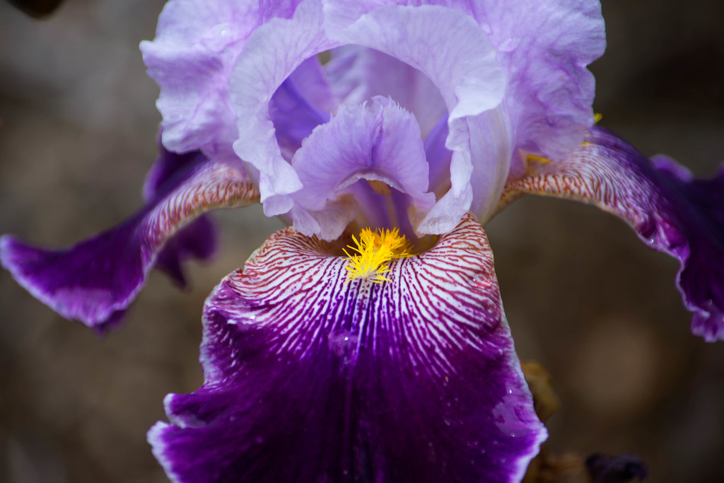 Purple and Yellow Iris.jpg