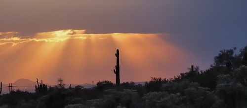 sunset arizona cactus usa desert rustic saguaro sonoran goldcanyon 2013 pinalcounty peraltaroad edk7 olympuspenliteepl5