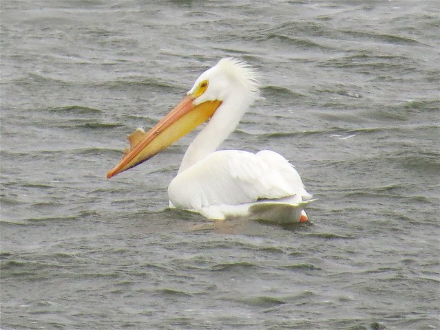 American White Pelican at Lake Bloomington in McLean County, IL