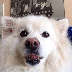 Sam is extra fluffy after visiting the groomer this morning #eskie #americaneskimodog #dogstagram #dogsofinstagram #ilovemydogs