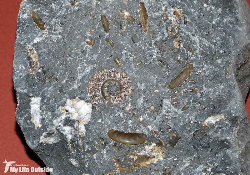 P1120132 - Lyme Regis Fossils