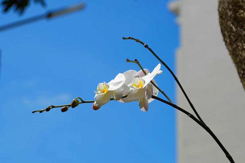 樹上白色蘭花