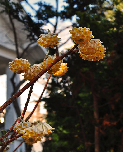 Edgeworthia chrysantha (2)