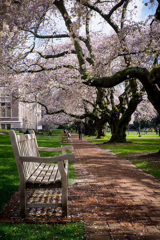 Bench and Blossoms