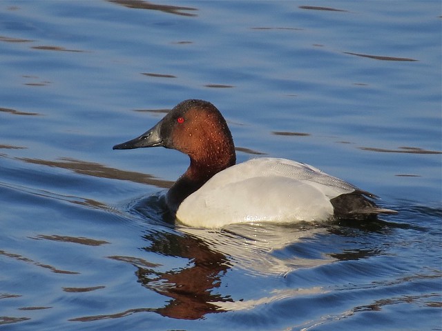 Canvasback at Lake Bloomington in McLean County, IL