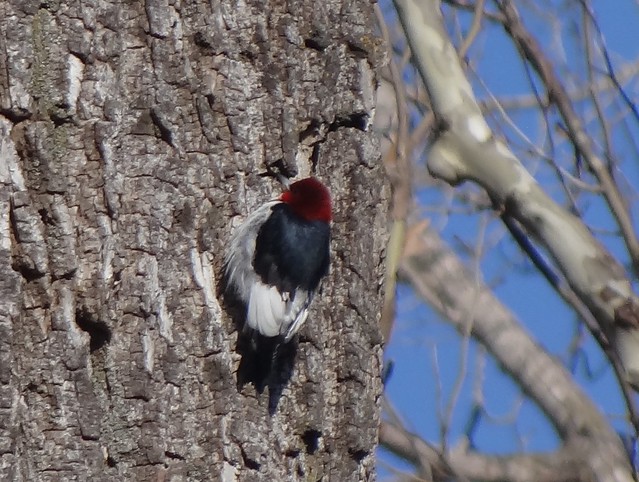 red-headed woodpecker, Nebraska