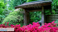 Bellevue Botanical Garden | Bellevue.com