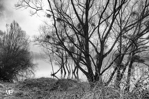trees bw sunlight france nature monochrome fog seine landscape îledefrance arbres paysage brume valdoise vexin mantois télémètre zeissdistagont418zm leicamtype240