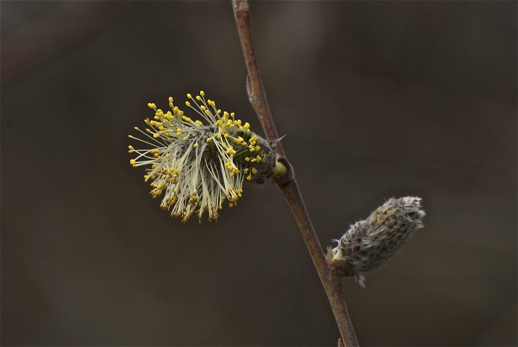 Pussy Willow ~ Catkins