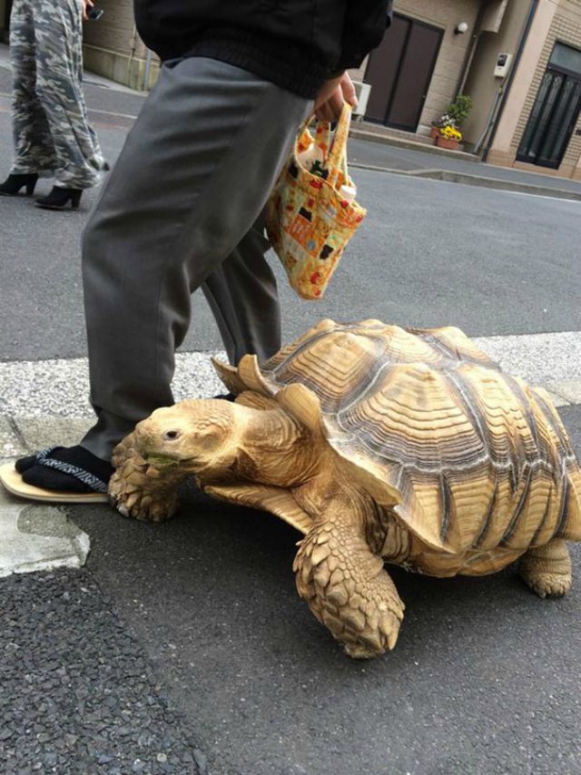 anciano-paseando-tortuga-sulcata-tokio-japon-1