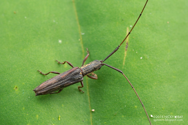 Longhorn beetle (Cleptometopus sp.) - DSC_4010