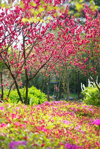 flower landscape 50mm spring korea seoul suwon 400d