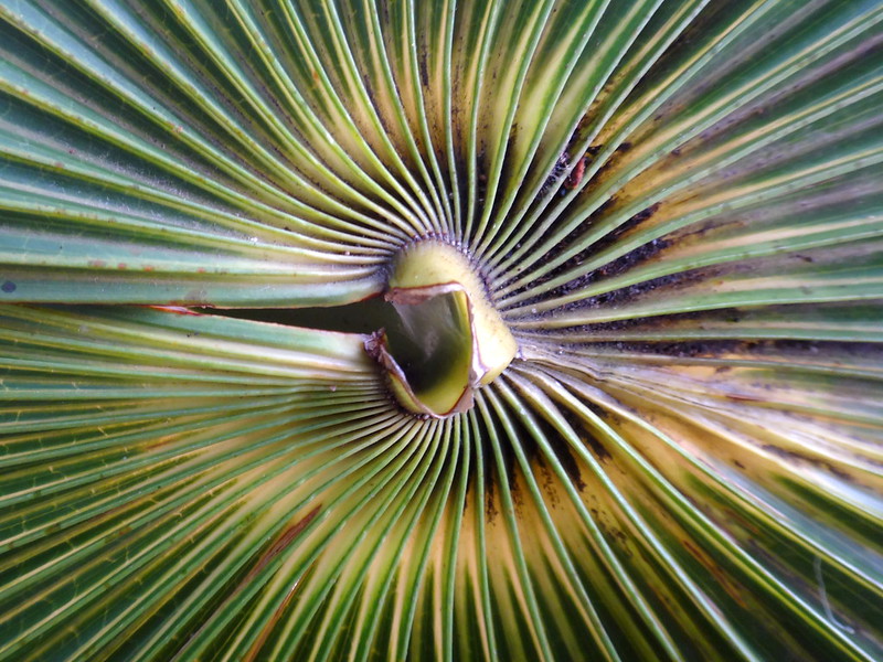 Cabbage Tree Palm