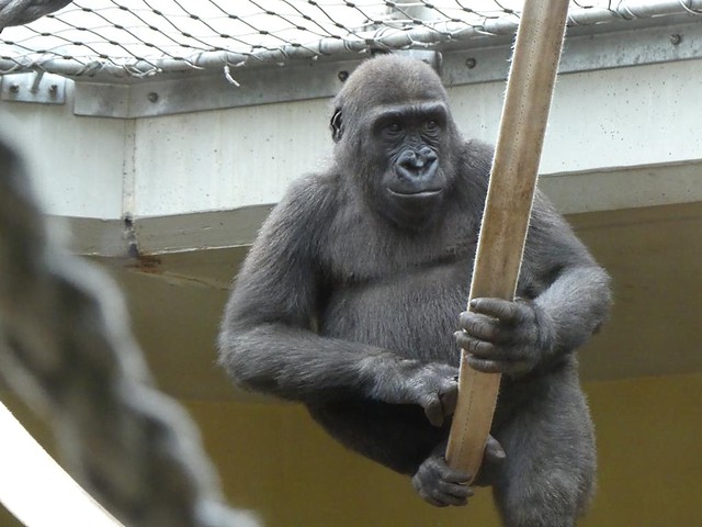 Gorilla Kwame, Zoo Heidelberg