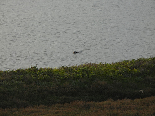 DSCN1963 Sea Otter at Moss Landing, March 2015