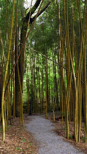 forest path alabama bamboo trail prattville