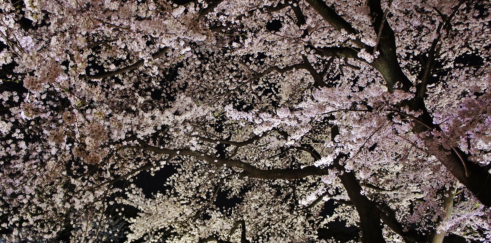 Chidorigafuchi Blossoms illumination