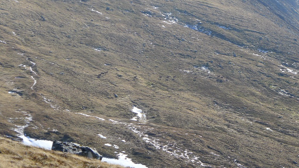 Deer on the slopes of Maoile Lunndaidh