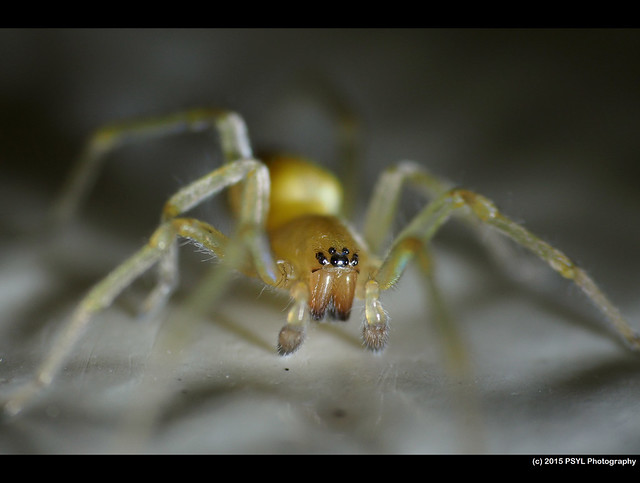 Unknown sac spider (Cheiracanthium sp.)