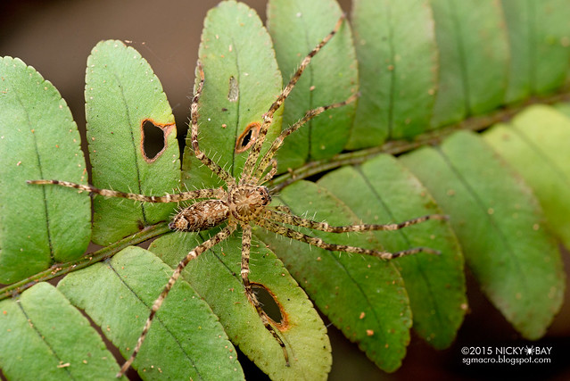 Huntsman spider (Heteropoda sp.) - DSC_4495