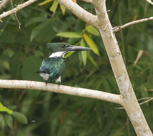 peru birds flickr upperamazon kingfishersalcedinidae coraciiformeskingfishersallies amazonperu15