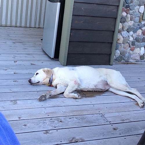 Daisy really hates being at the cabin.