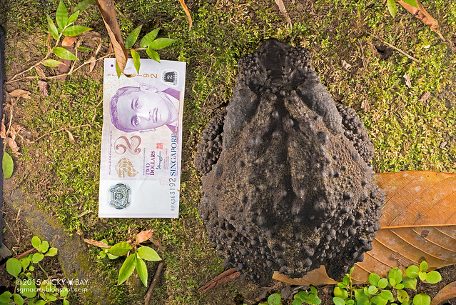 Giant river toad (Phrynoidis juxtasper) - DSC_5020