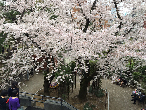 乃木神社の桜 2015