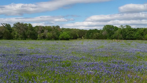 day texas tx bluebonnets partlycloudy libertyhill