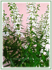 Angelonia angustifolia 'Angelface Alba/White' (Summer Snapdragon, Narrowleaf Angelon) - Dec 16 2014
