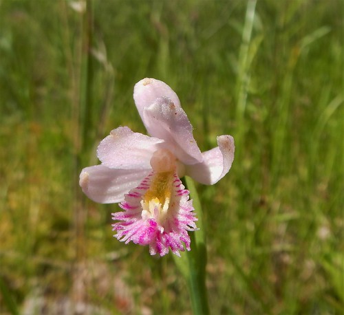 orchid rose wisconsin wildflower wetland pogonia snakemouth ophioglossoides addersmouth