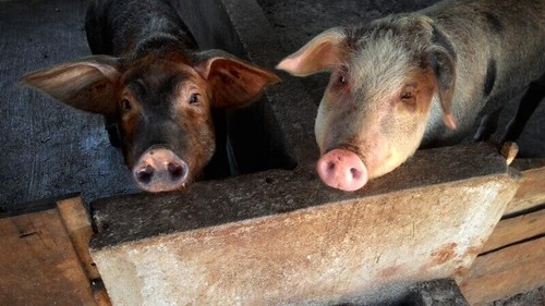 Vietnamese pigs