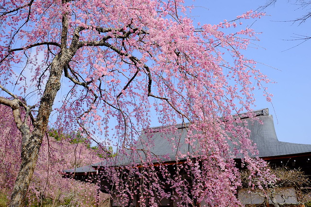 天龍寺 小方丈と枝垂桜