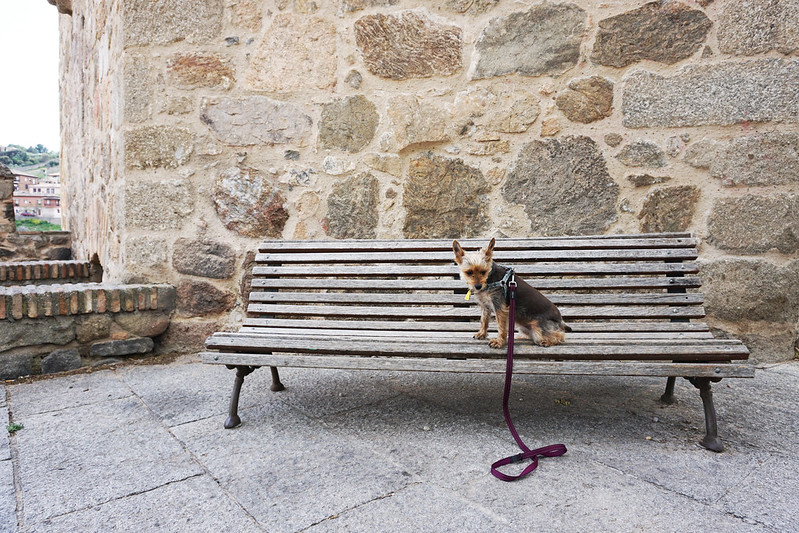 Luna on a bench
