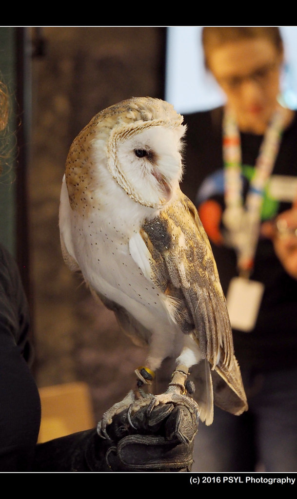 Captive Barn Owl (Tyto alba)