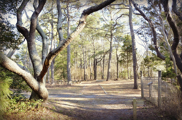 Natural area above cliffs near Yurt and Amphitheater at Kiptopeke State Park Virginia - the parks offer plenty of space and places to explore together