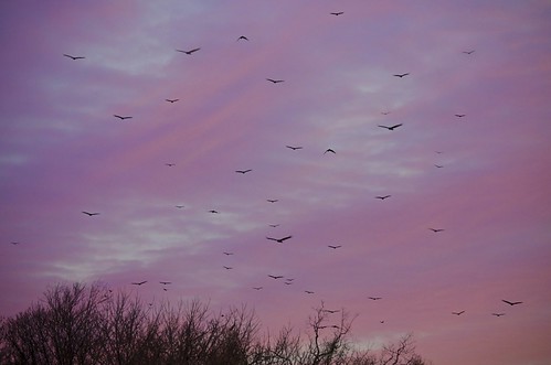 trees columbus sunset ohio sky dublin bird silhouette clouds turkey river dam flock flight reservoir vulture buzzard scioto avian oshaugnessy