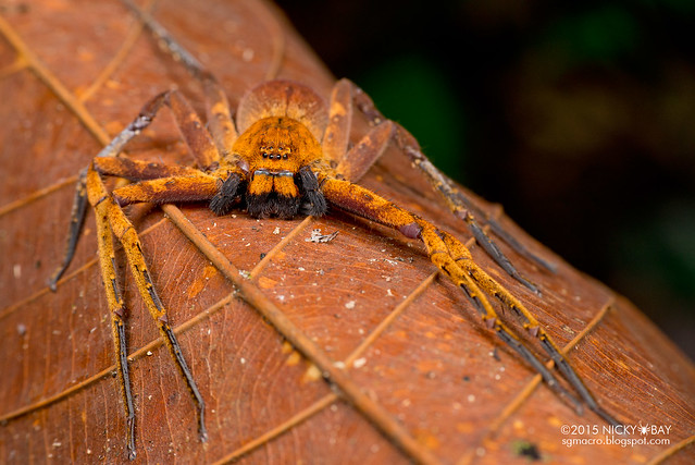Orange huntsman spider (Sparassidae) - DSC_3701