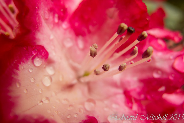 Rhododendron bloom in closeup