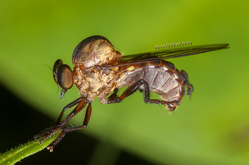 macro bug insect lens photography fly nikon bio 55mm malaysia omar taman bukit selangor shah alam biodiversity robber asilidae hidayat micronikkor d90 greatphotographers botani shamsul cerakah kepelbagaian